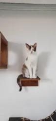 Zaya