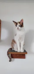 Zaya
