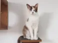 Zaya