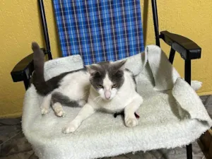 Gato raça SRD-ViraLata idade 1 ano nome Sem nome 