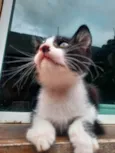 Tomas