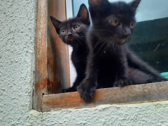 Gato ra a SRD-ViraLata idade Abaixo de 2 meses nome Pretinha 