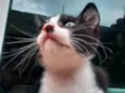 Tomas