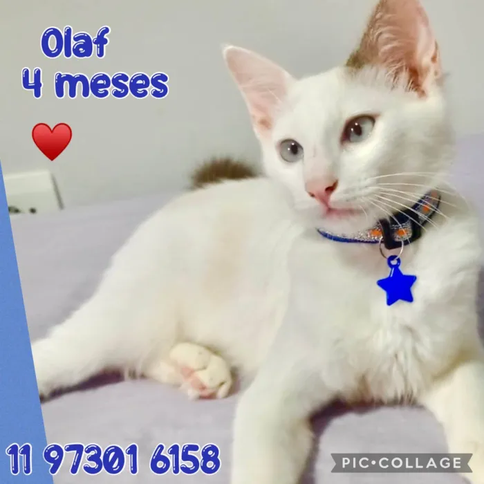 Gato ra a SRD-ViraLata idade 2 a 6 meses nome Olaf