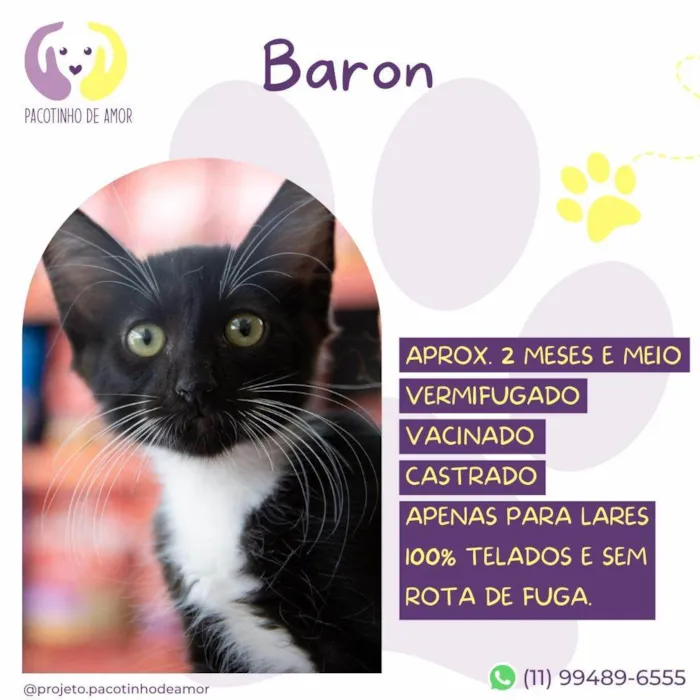 Gato ra a SRD-ViraLata idade 2 a 6 meses nome Baron