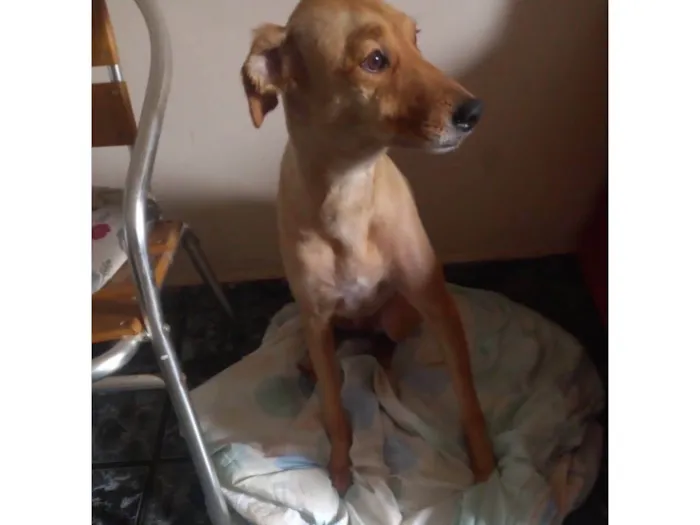 Cachorro ra a SRD-ViraLata idade 5 anos nome Mel