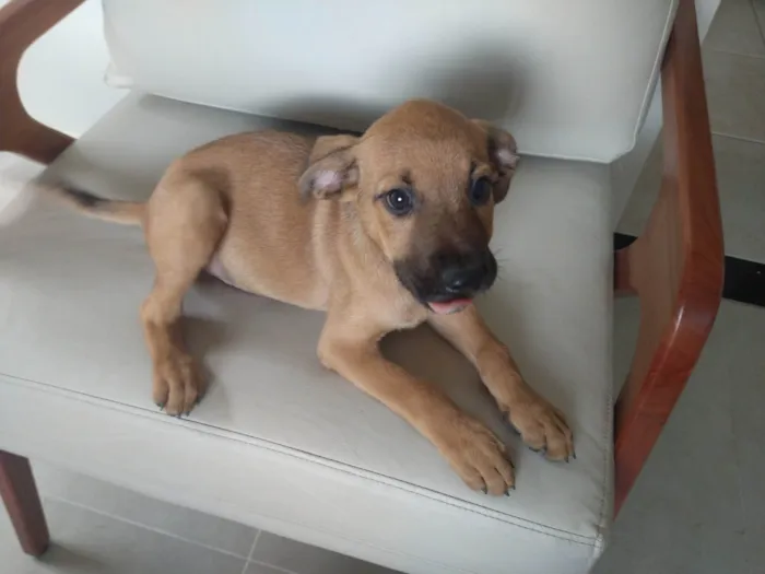 Cachorro ra a SRD-ViraLata idade Abaixo de 2 meses nome Ainda não tem nome