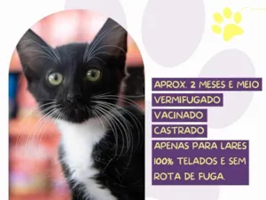 Gato raça SRD-ViraLata idade 2 a 6 meses nome Baron