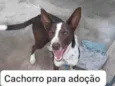 Toto