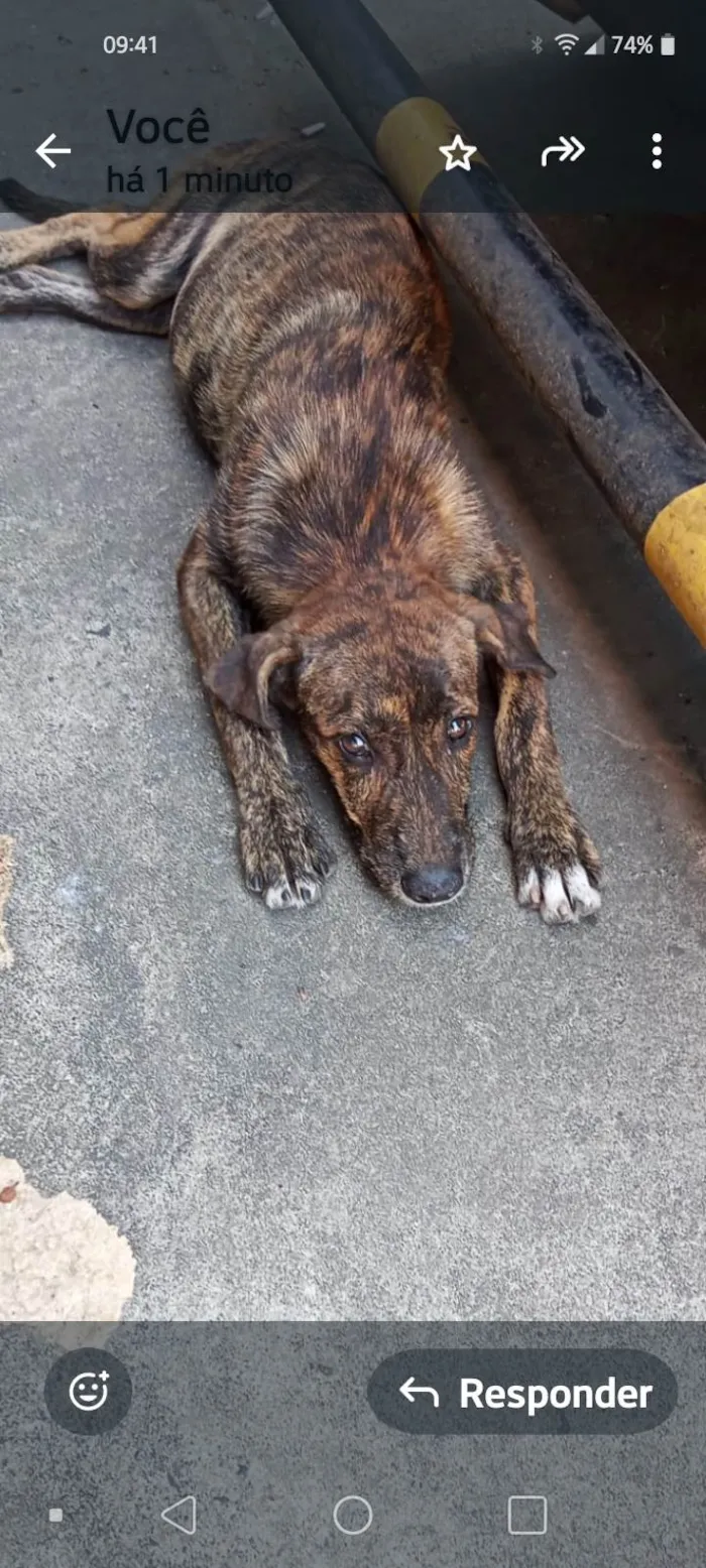 Cachorro ra a SRD-ViraLata idade Abaixo de 2 meses nome Kira