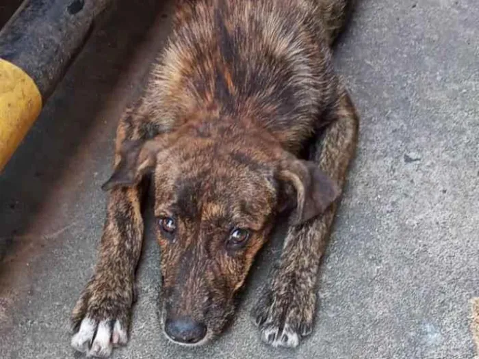 Cachorro ra a SRD-ViraLata idade Abaixo de 2 meses nome Kira