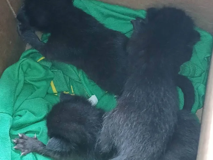 Gato ra a SRD-ViraLata idade Abaixo de 2 meses nome Gatinhos pretos