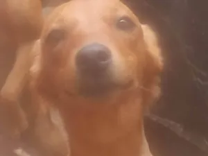 Cachorro raça SRD-ViraLata idade 7 a 11 meses nome Belinha,vencedor,e nina