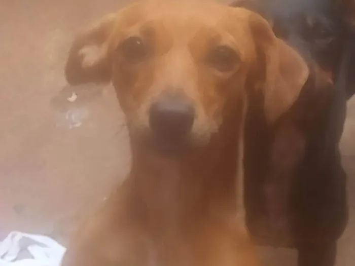 Cachorro ra a SRD-ViraLata idade 7 a 11 meses nome Belinha,vencedor,e nina