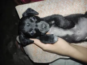 Cachorro raça SRD-ViraLata idade Abaixo de 2 meses nome Neguinho