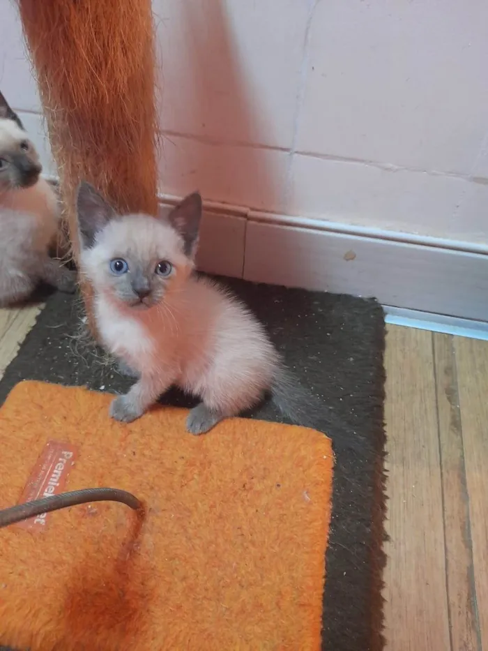 Gato ra a SRD-ViraLata idade 2 a 6 meses nome Juju e Léo