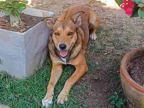 Cachorro ra a SRD-ViraLata idade 4 anos nome Marley 