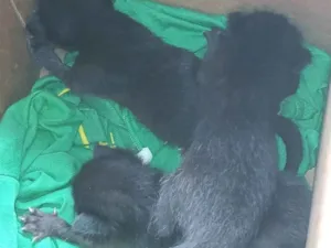 Gato raça SRD-ViraLata idade Abaixo de 2 meses nome Gatinhos pretos