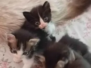 Gato raça SRD-ViraLata idade Abaixo de 2 meses nome Bebes