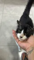 Serotonina