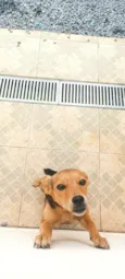 Belinha