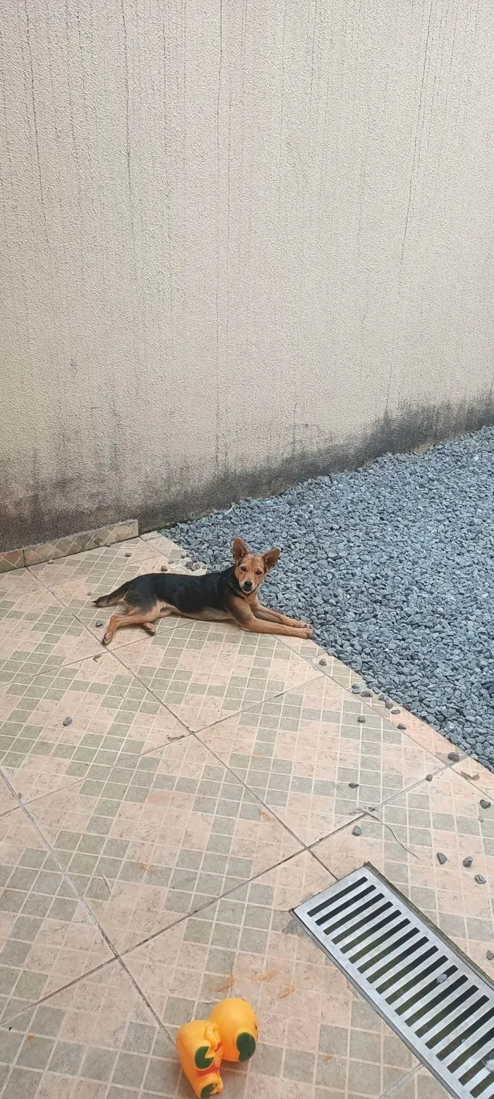 Cachorro ra a SRD-ViraLata idade 2 a 6 meses nome Belinha 