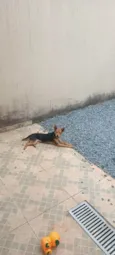 Belinha