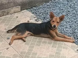 Cachorro raça SRD-ViraLata idade 2 a 6 meses nome Belinha 