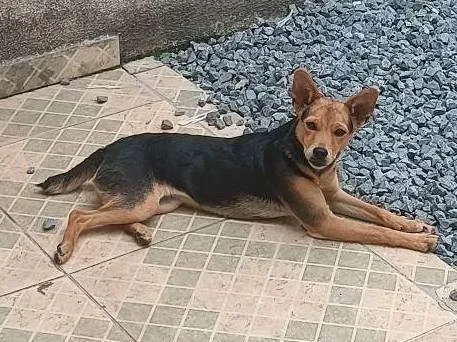 Cachorro ra a SRD-ViraLata idade 2 a 6 meses nome Belinha 