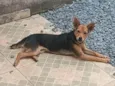 Belinha
