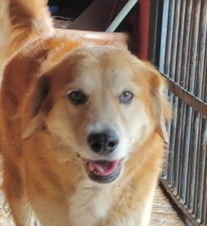 Cachorro ra a Labrador idade 7 a 11 meses nome Pingo 