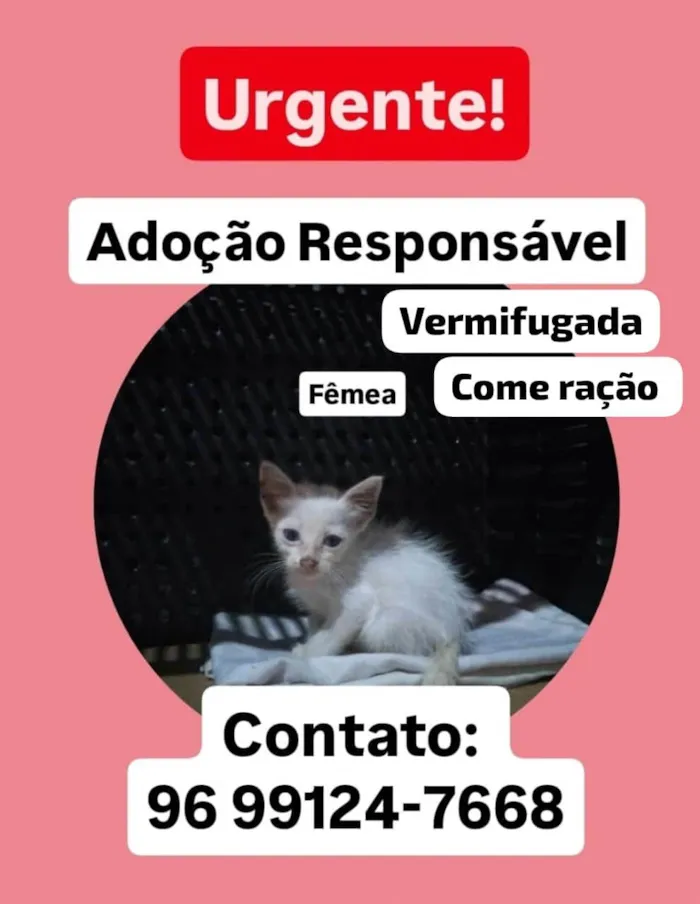 Gato ra a SRD-ViraLata idade Abaixo de 2 meses nome Alaska