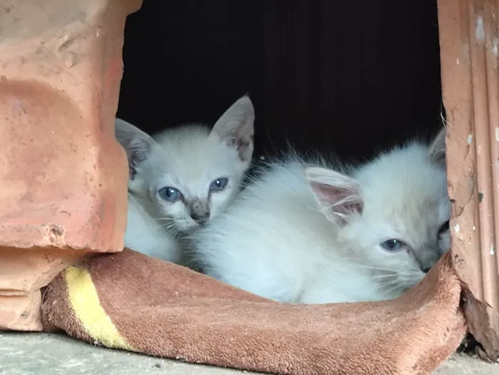 Gato ra a SRD-ViraLata idade 2 a 6 meses nome Não tem ainda