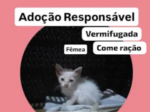 Gato raça SRD-ViraLata idade Abaixo de 2 meses nome Alaska