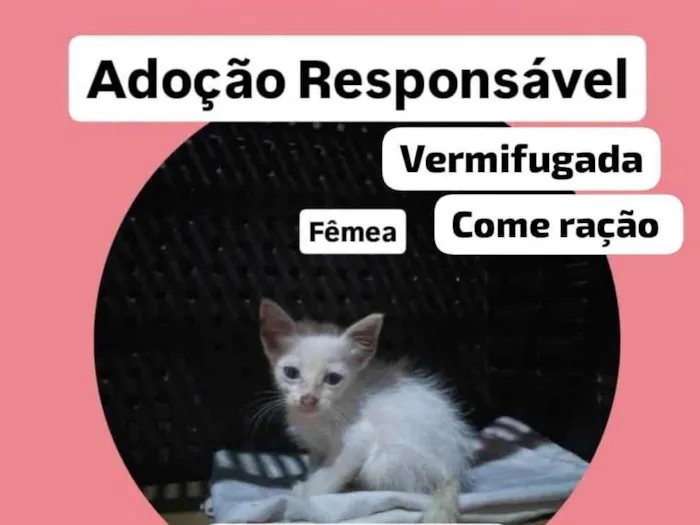 Gato ra a SRD-ViraLata idade Abaixo de 2 meses nome Alaska