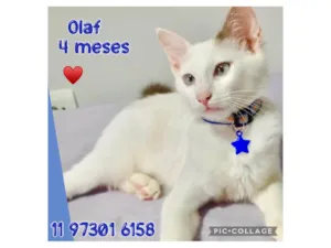 Gato raça SRD-ViraLata idade 2 a 6 meses nome Olaf