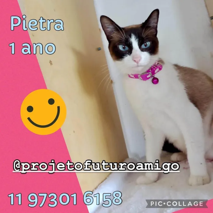 Gato ra a SRD-ViraLata idade 1 ano nome Pietra 