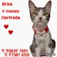 Brisa