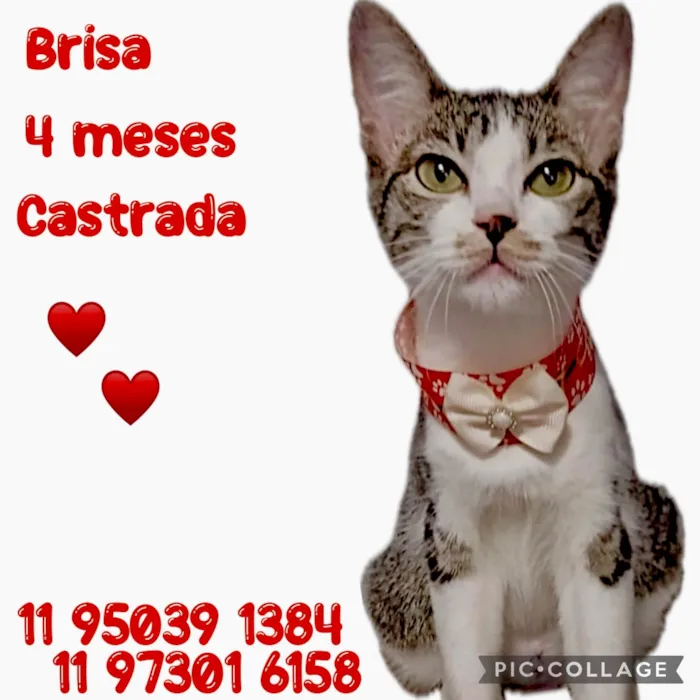 Gato ra a SRD-ViraLata idade 2 a 6 meses nome Brisa