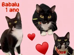 Gato raça SRD-ViraLata idade 1 ano nome Babalu