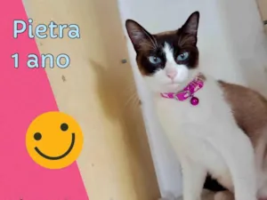 Gato raça SRD-ViraLata idade 1 ano nome Pietra 