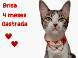 Gato raça SRD-ViraLata idade 2 a 6 meses nome Brisa