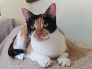 Gato raça SRD-ViraLata idade 2 anos nome AGNES