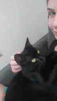 Gata Fêmea