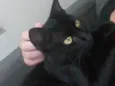 Gata Fêmea