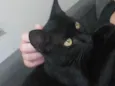 Gata Fêmea