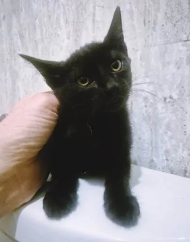 Gato ra a SRD-ViraLata idade 2 a 6 meses nome LEOZINHA BLACK