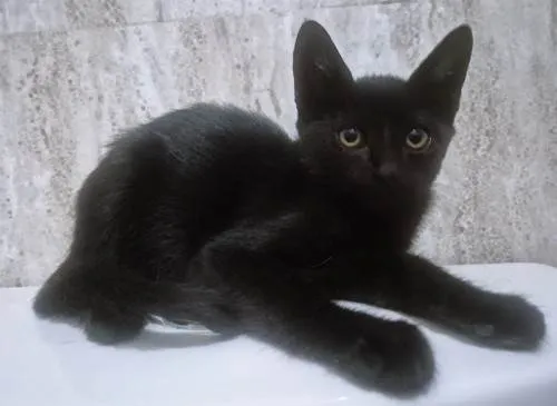 Gato ra a SRD-ViraLata idade 2 a 6 meses nome LEOZINHA BLACK