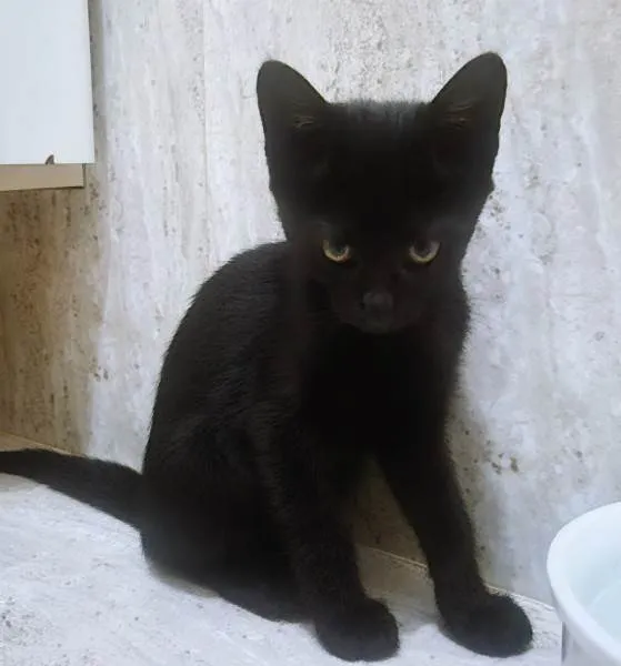 Gato ra a SRD-ViraLata idade 2 a 6 meses nome LEOZINHA BLACK