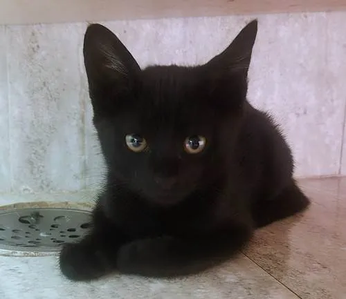 Gato ra a SRD-ViraLata idade 2 a 6 meses nome LEOZINHA BLACK